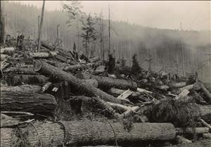 Trees that have been cut down lay in piles across a hillside. A foggy, forested mountain in the background. The image is black and white. 